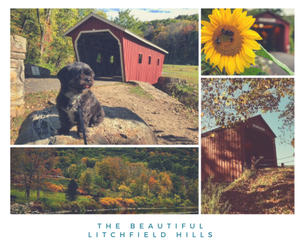 The Beautiful Litchfield hills